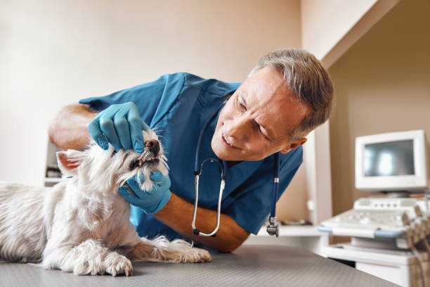 Best 24-Hour Dental Clinic Near Me  in Wliamsvle, IL